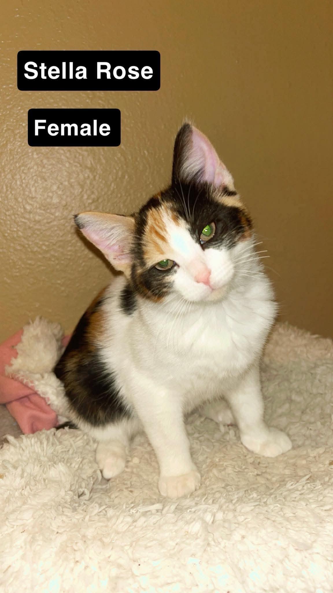 Stella Rose, Adoptable, Young Female Domestic Short Hair.