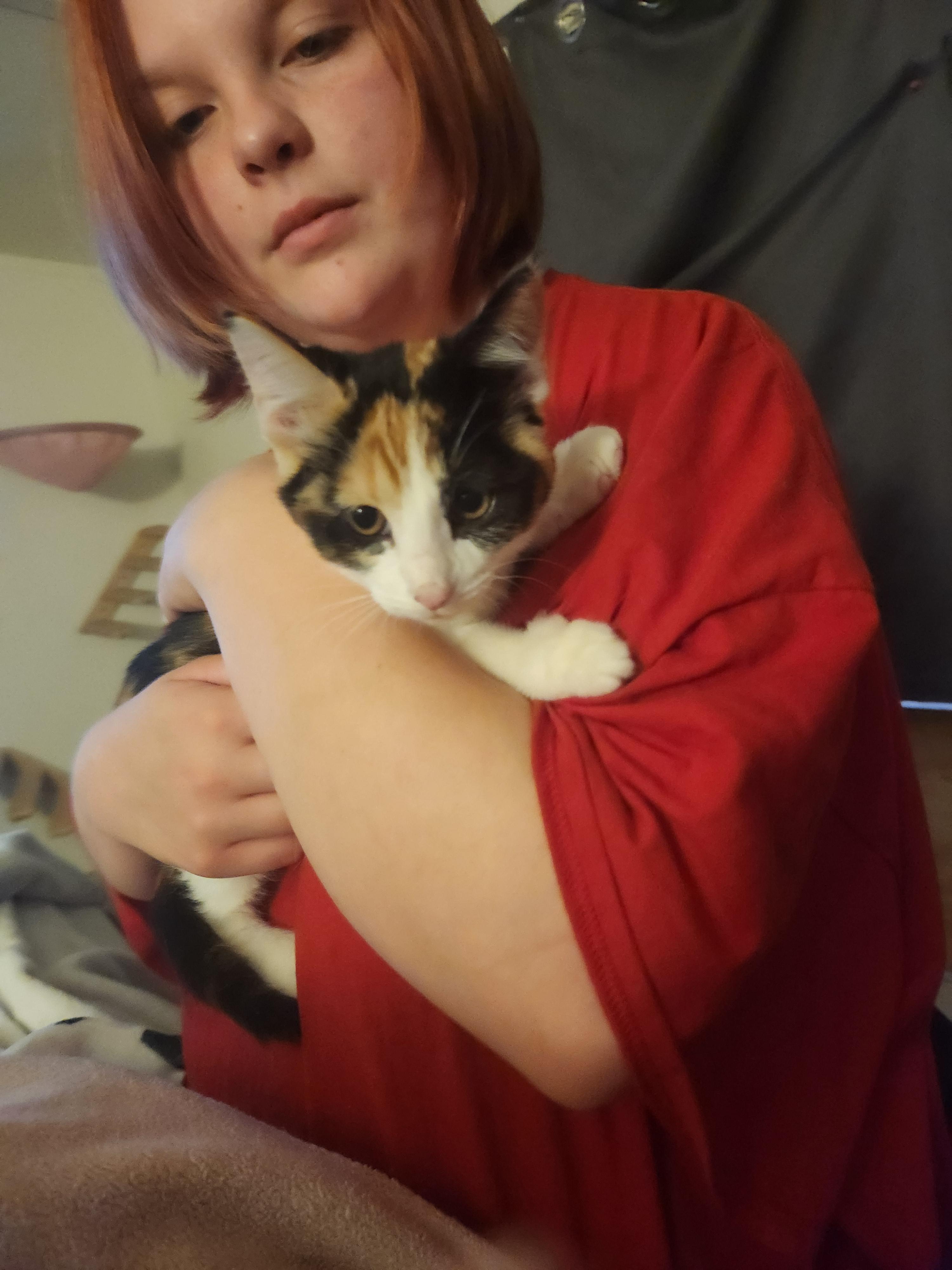 Enlarge Stella Rose, a Adoptable Domestic Short Hair in Mount Pleasant, TX image 4/5
