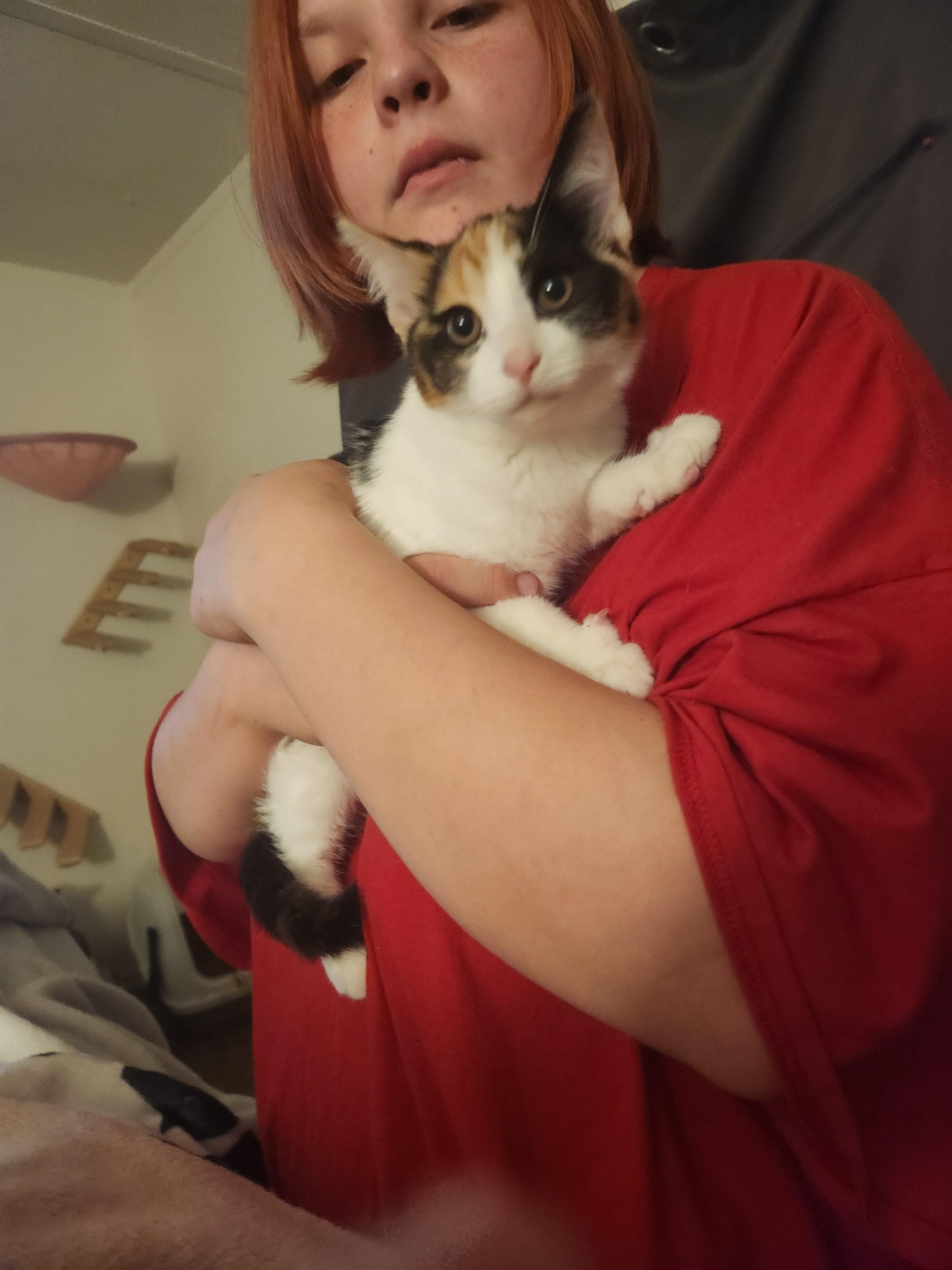 Enlarge Stella Rose, a Adoptable Domestic Short Hair in Mount Pleasant, TX image 5/5