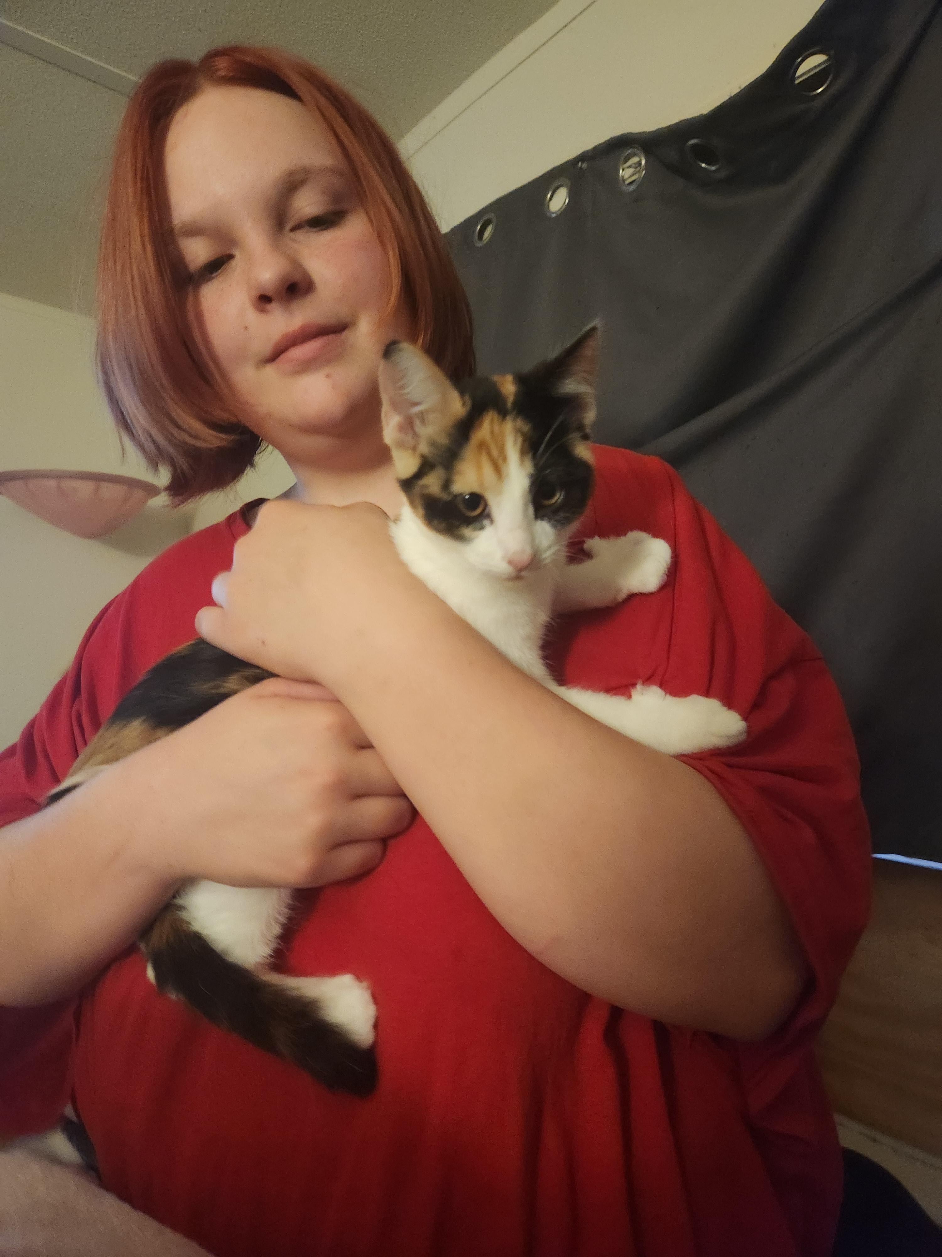 Enlarge Stella Rose, a Adoptable Domestic Short Hair in Mount Pleasant, TX image 3/5