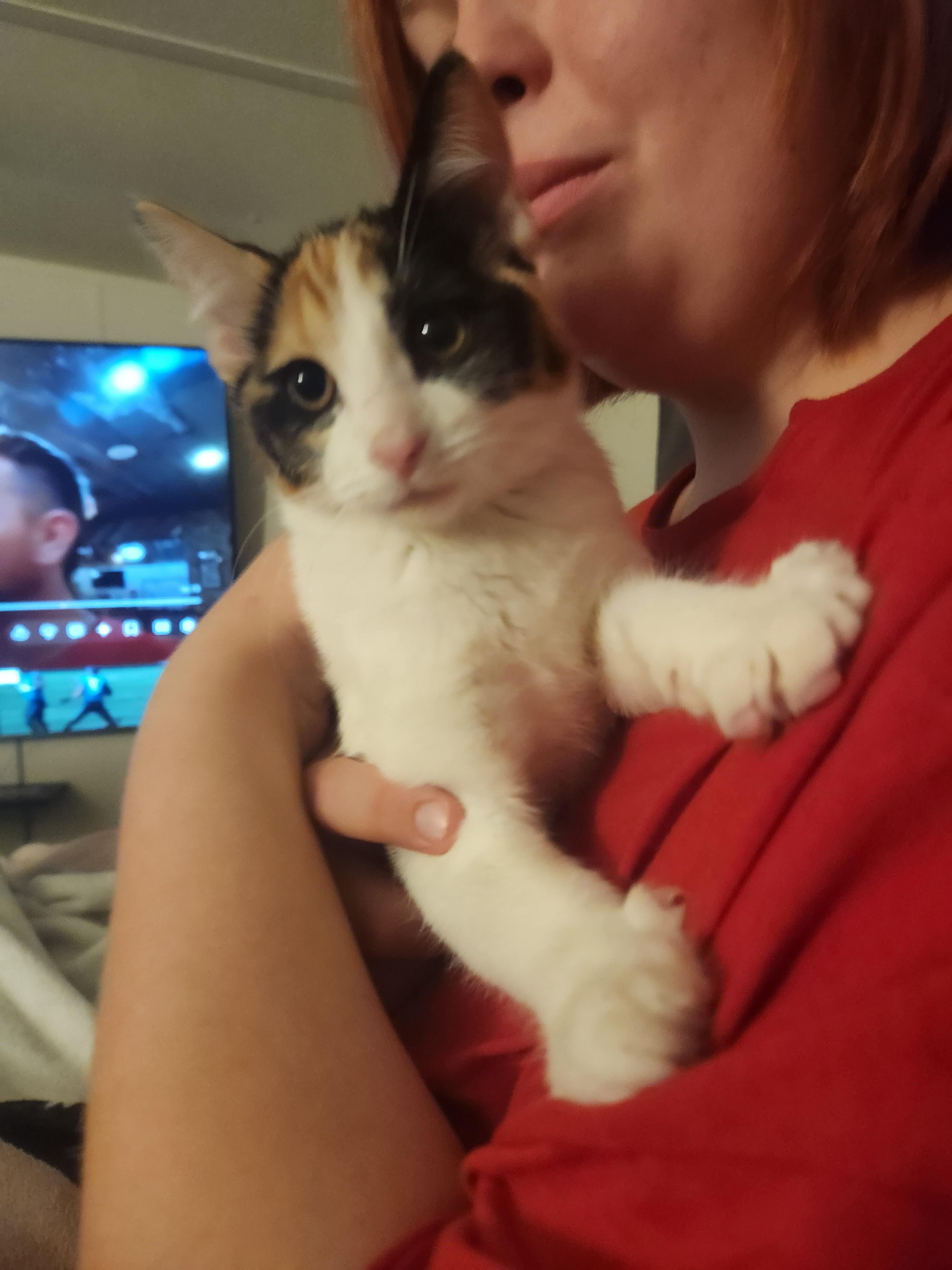 Enlarge Stella Rose, a Adoptable Domestic Short Hair in Mount Pleasant, TX image 2/5
