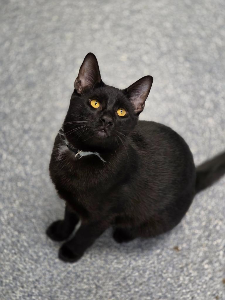 Crew, Adoptable, Young Male Domestic Short Hair.