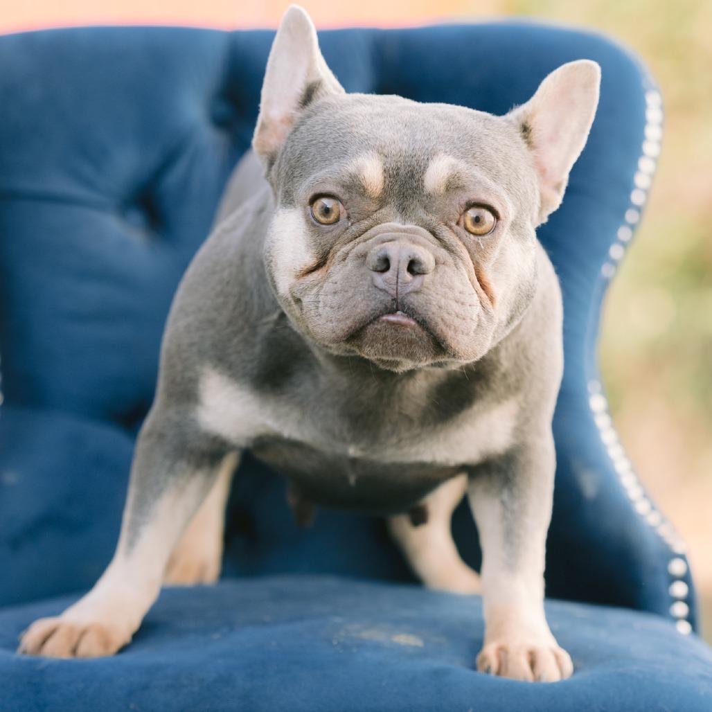 Little Miss, Adoptable, Adult Female French Bulldog.