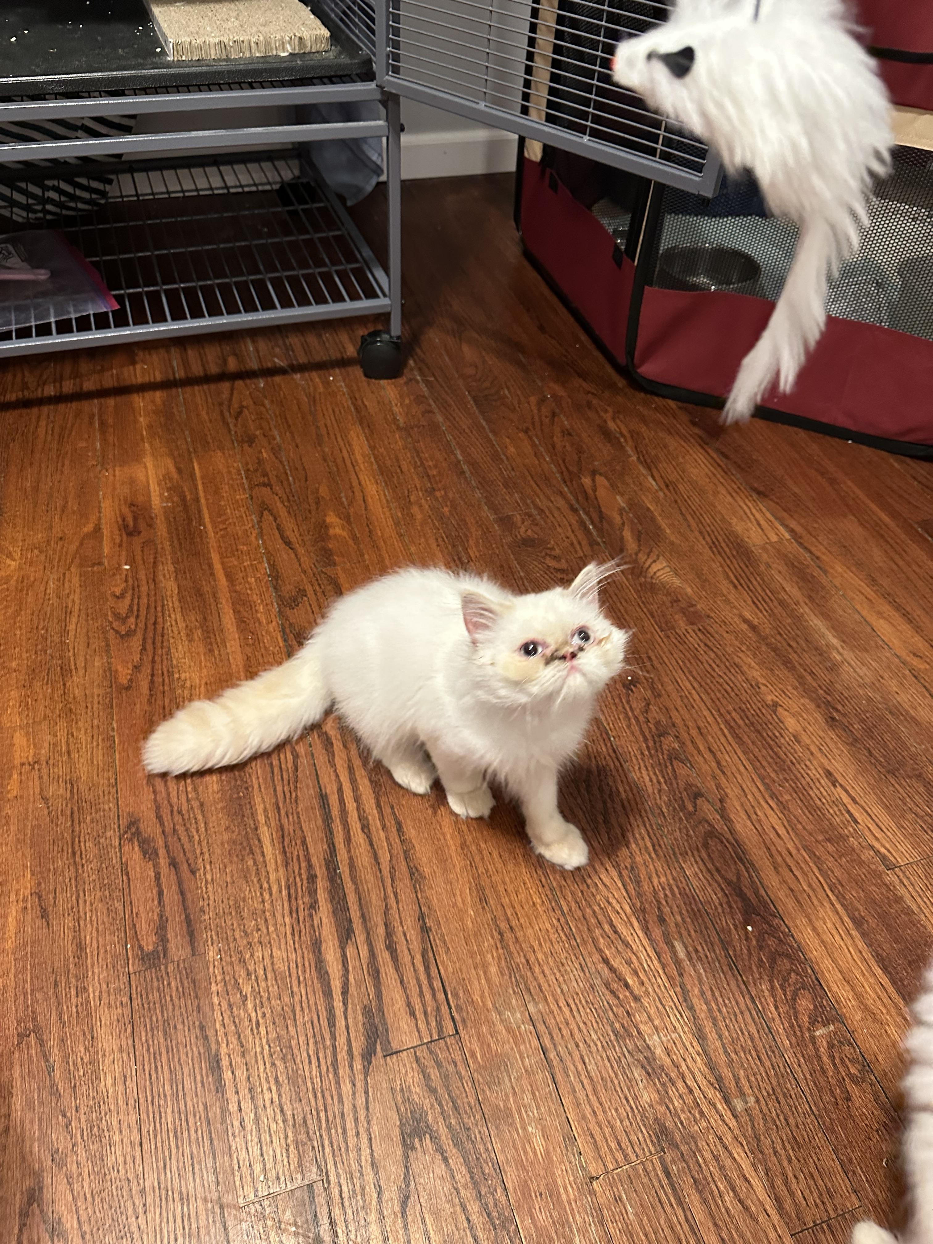 Bon Bon!!!!, a Adoptable mixed breed in Manalapan, NJ image 3/6