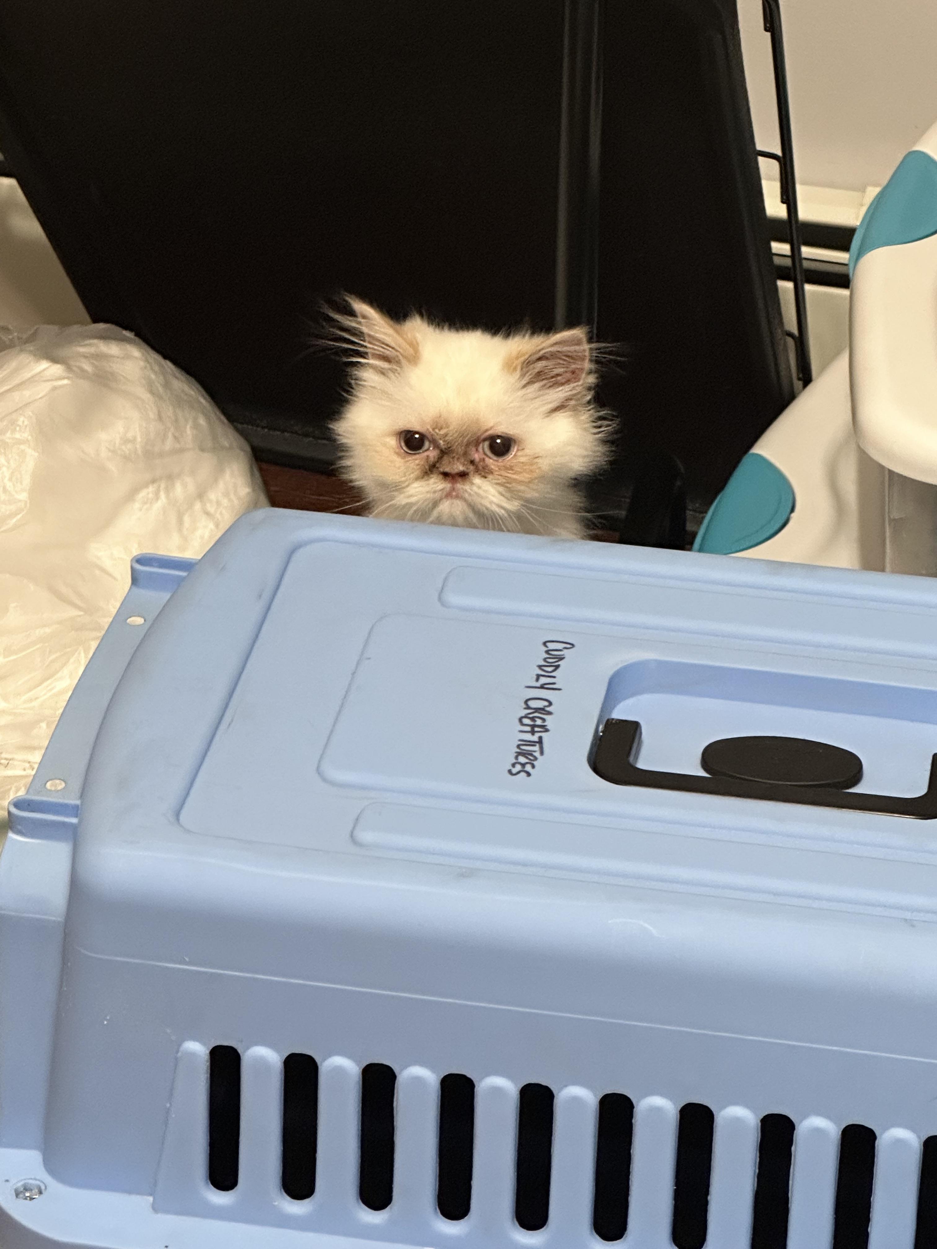 Bon Bon!!!!, a Adoptable mixed breed in Manalapan, NJ image 6/6