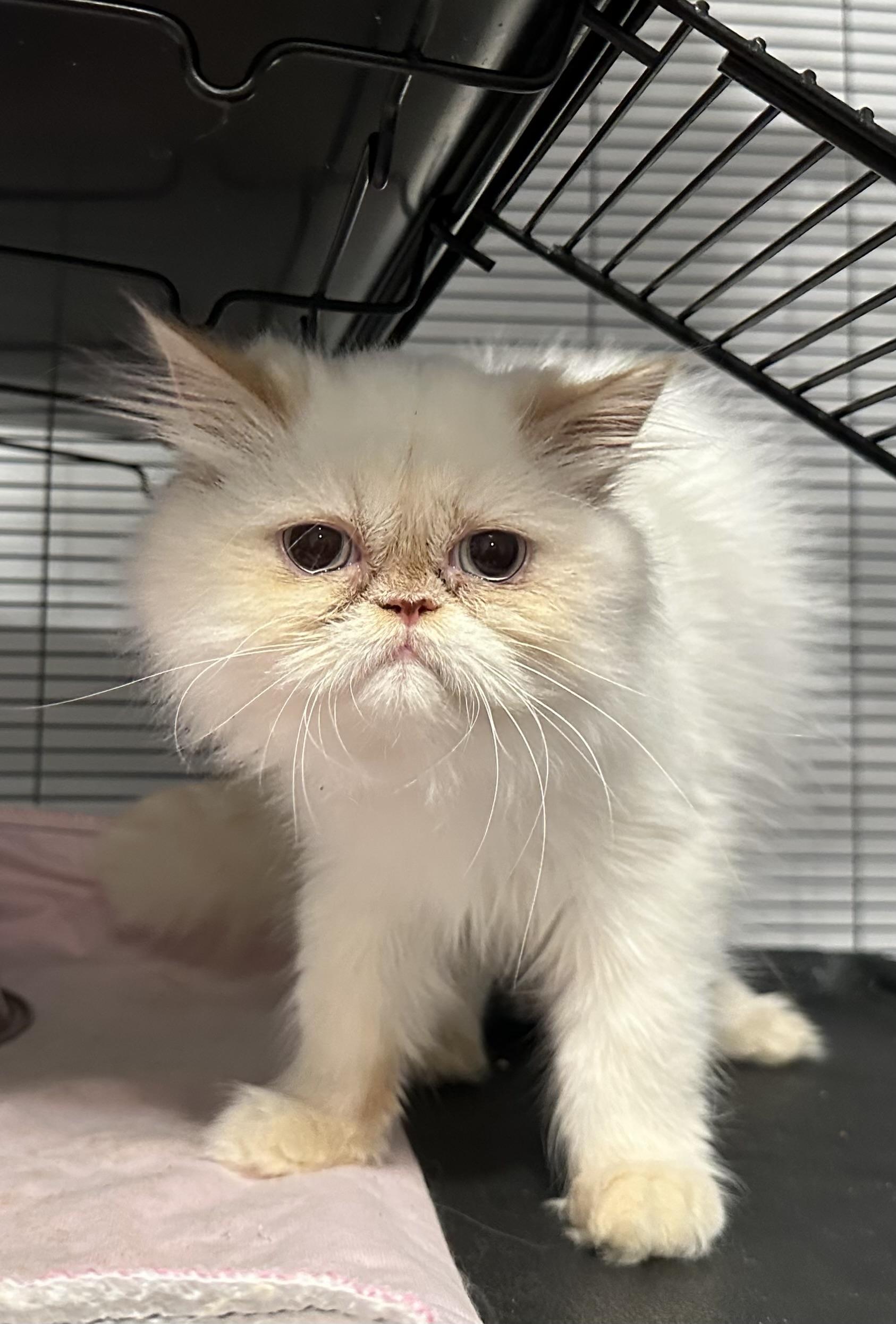 Bon Bon!!!!, a Adoptable mixed breed in Manalapan, NJ image 2/6