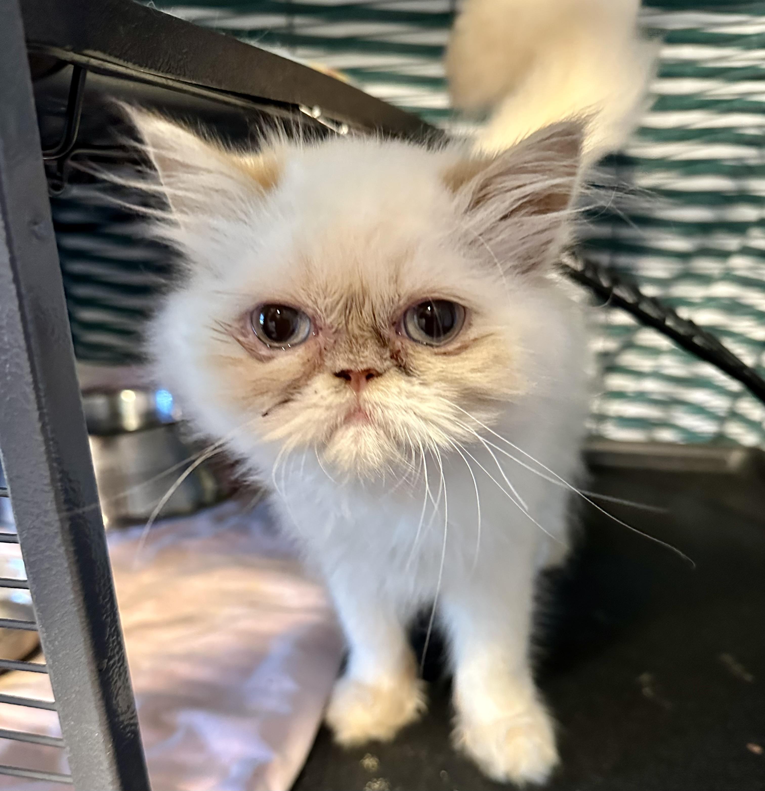 Bon Bon!!!!, a Adoptable mixed breed in Manalapan, NJ image 1/6