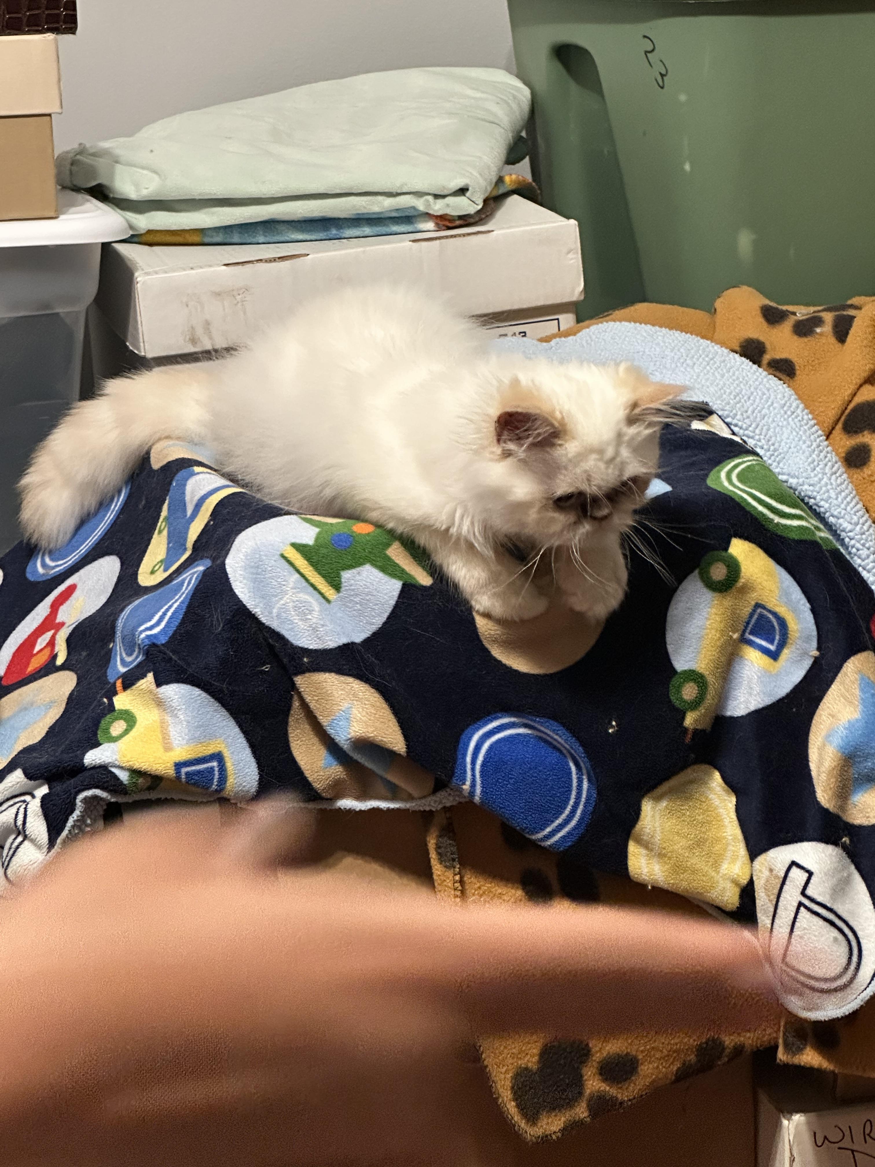 Bon Bon!!!!, a Adoptable mixed breed in Manalapan, NJ image 5/6