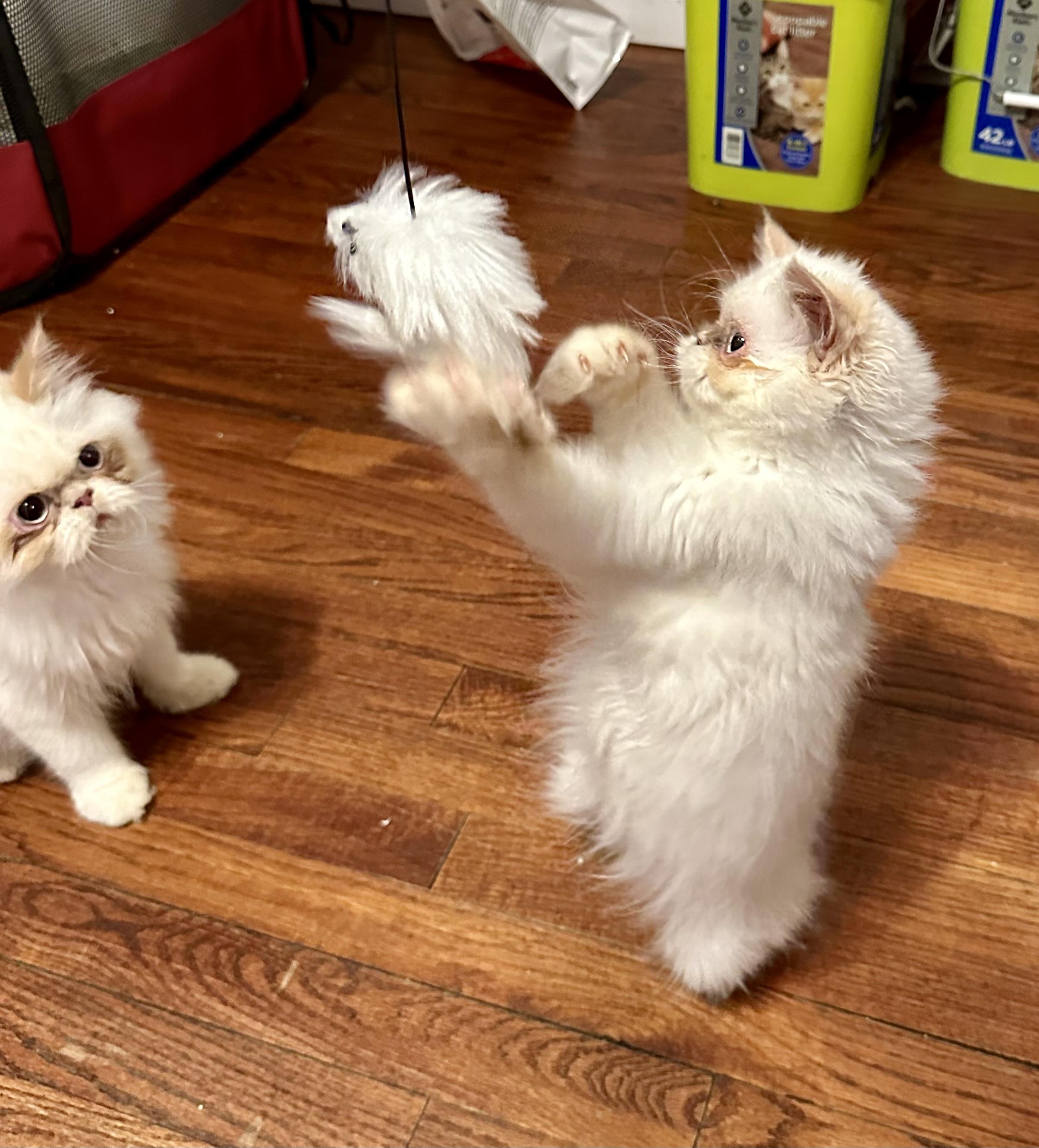 Bon Bon!!!!, a Adoptable mixed breed in Manalapan, NJ image 4/6