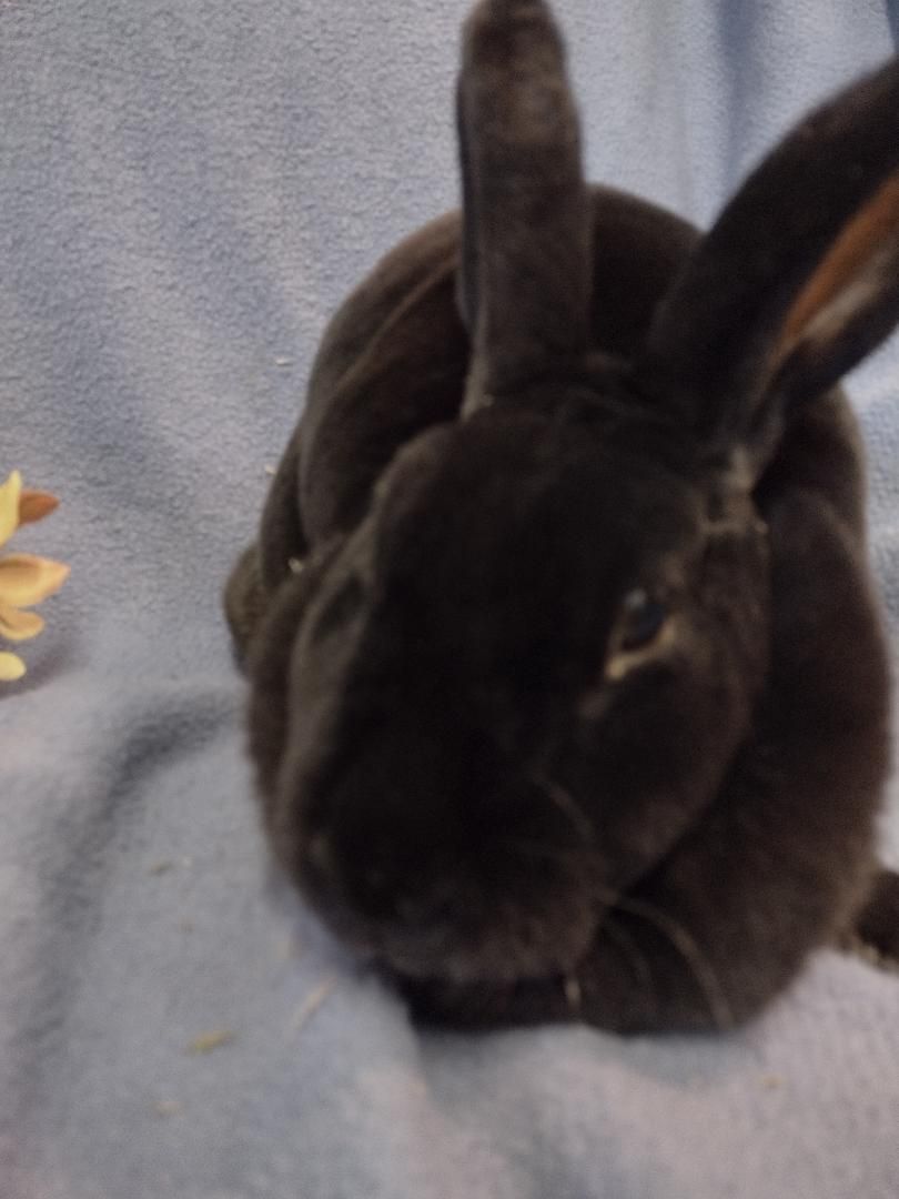 Madison, Adoptable, Adult Female Rex.