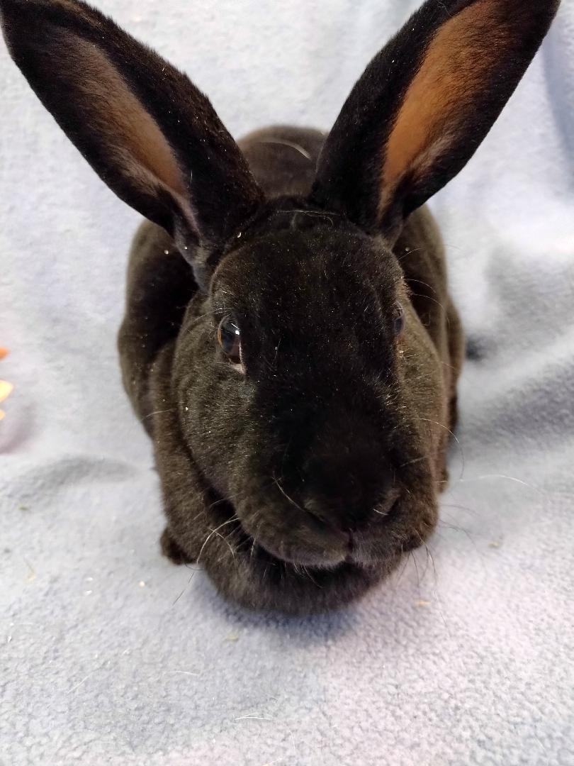 Madison, a Adoptable Rex in Plymouth, MI image 2/4