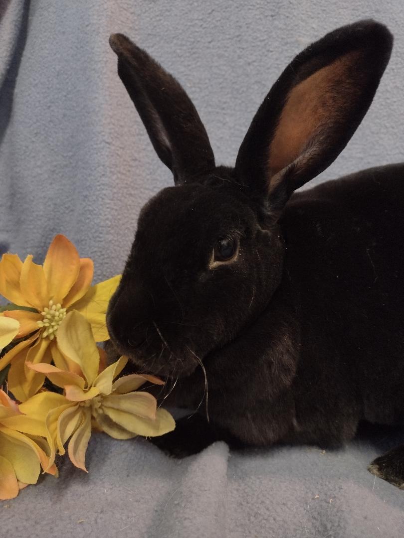 Madison, a Adoptable Rex in Plymouth, MI image 3/4