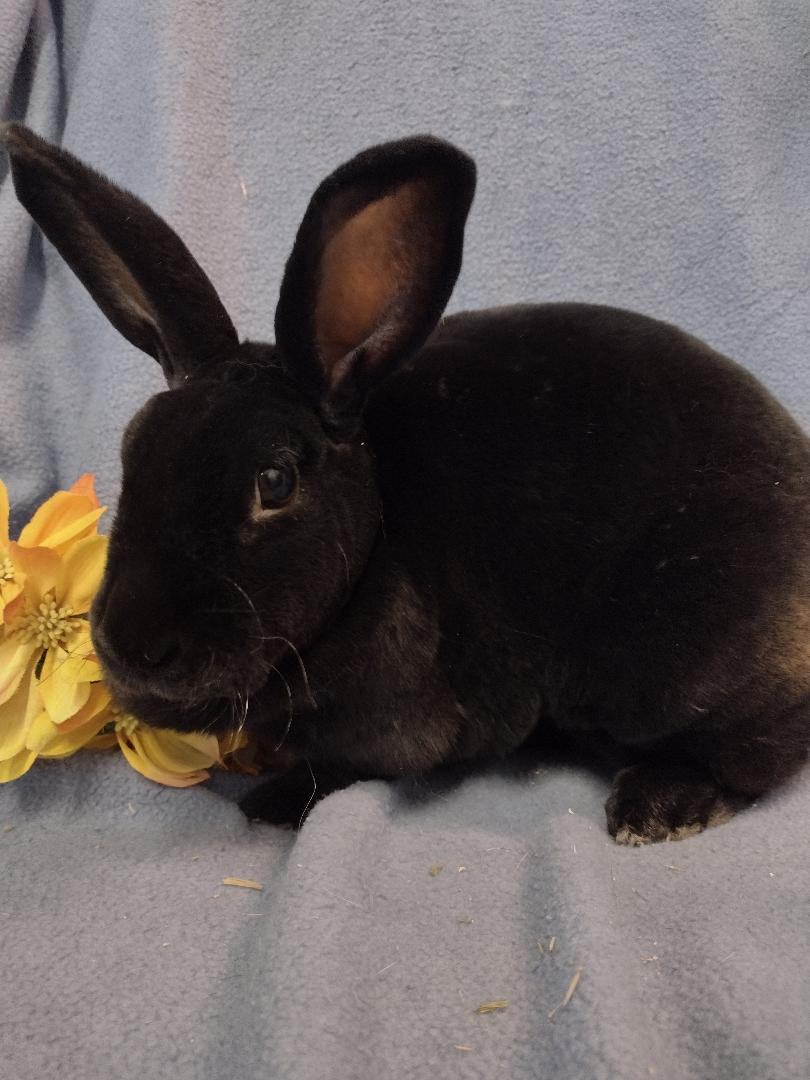 Madison, a Adoptable Rex in Plymouth, MI image 4/4