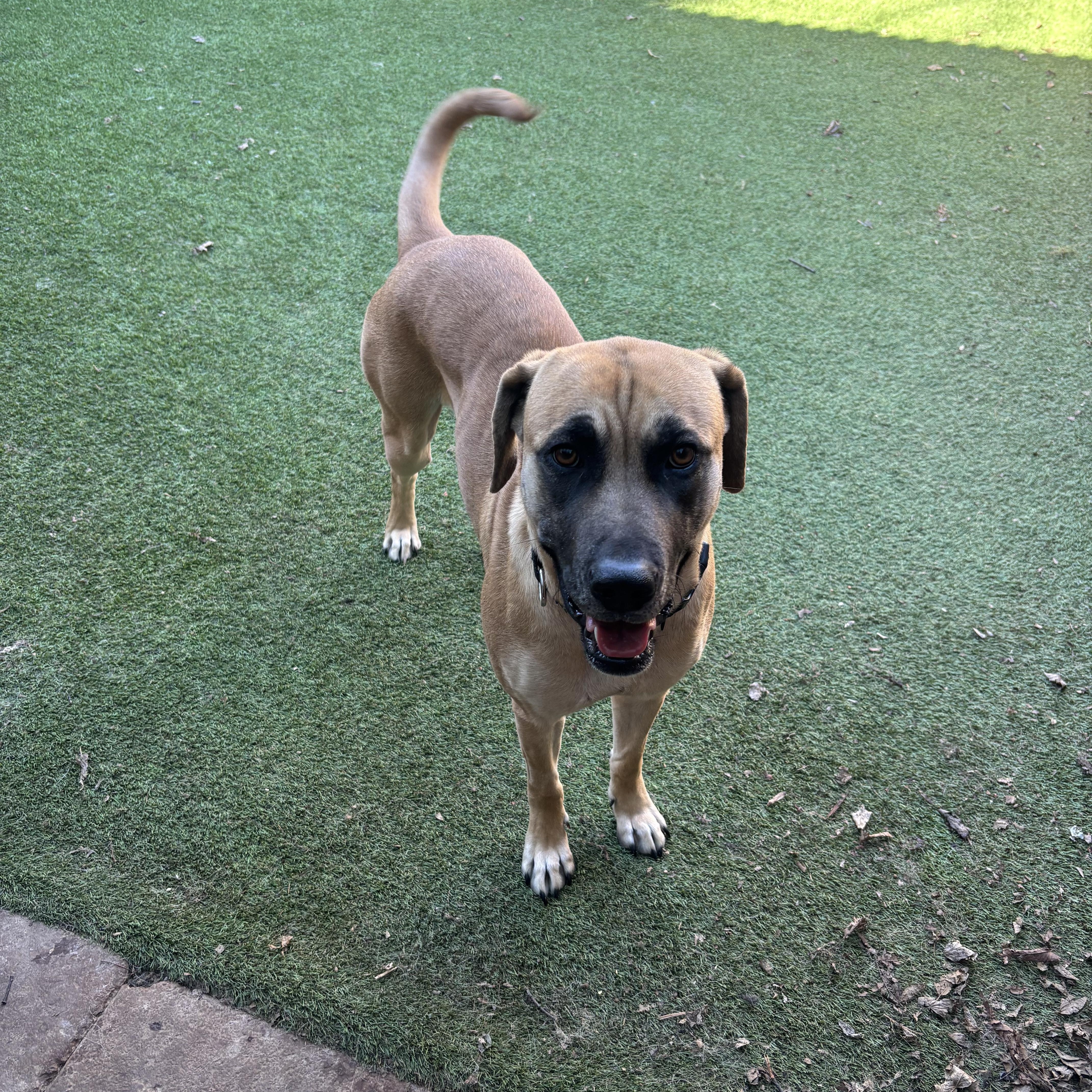 Andrina, an adoptable mixed breed in Smyrna, TN image 3/3