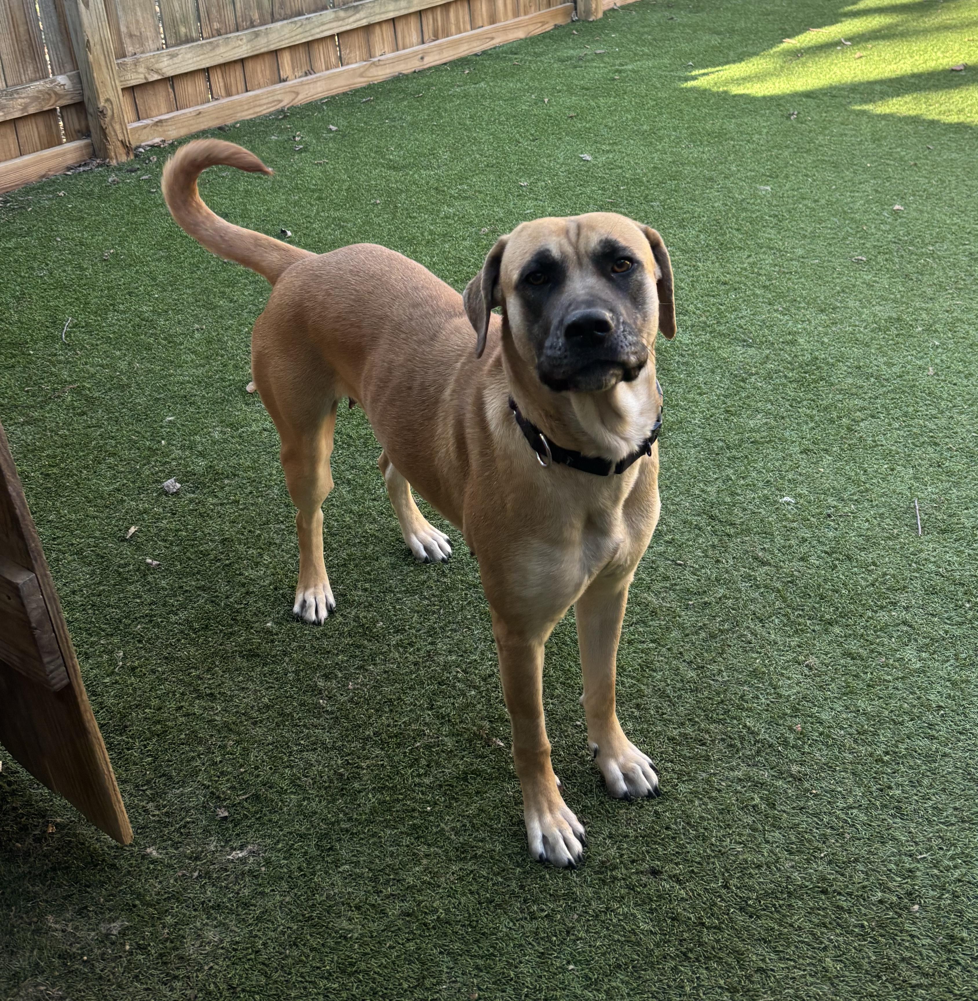 Andrina, adoptable, Young Female Great Dane.