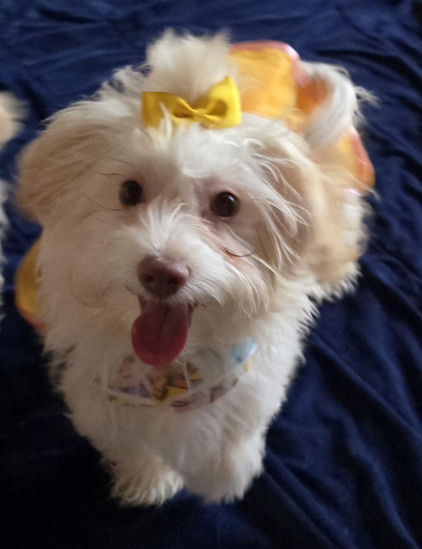 Enlarge Penelope , a ADOPTABLE Maltipoo in Fallbrook, CA image 5/6