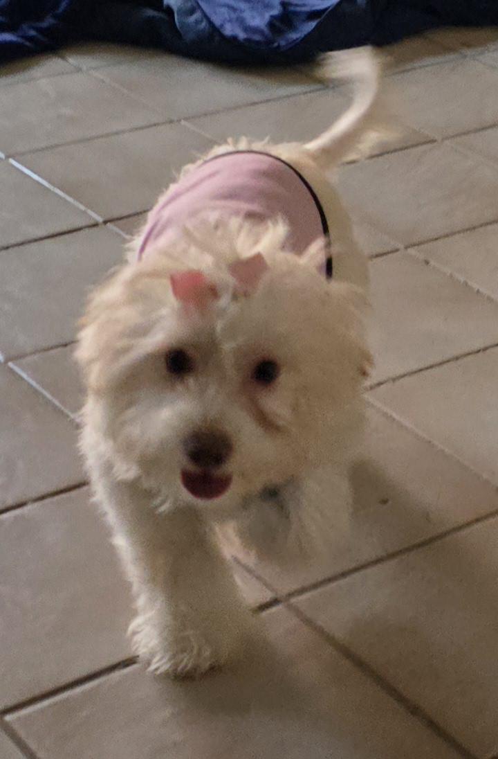 Enlarge Penelope , a ADOPTABLE Maltipoo in Fallbrook, CA image 1/6
