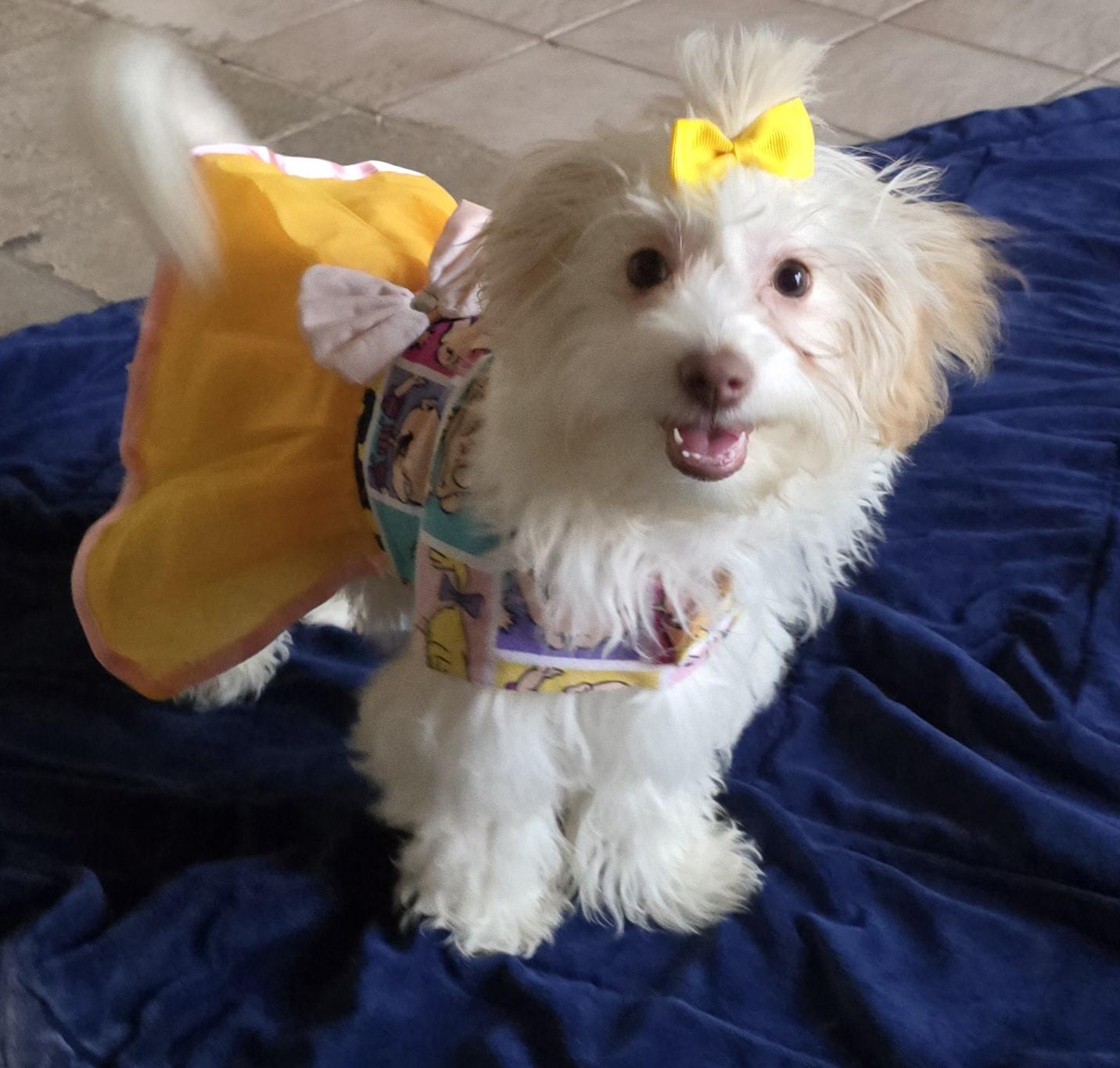 Enlarge Penelope , a ADOPTABLE Maltipoo in Fallbrook, CA image 6/6