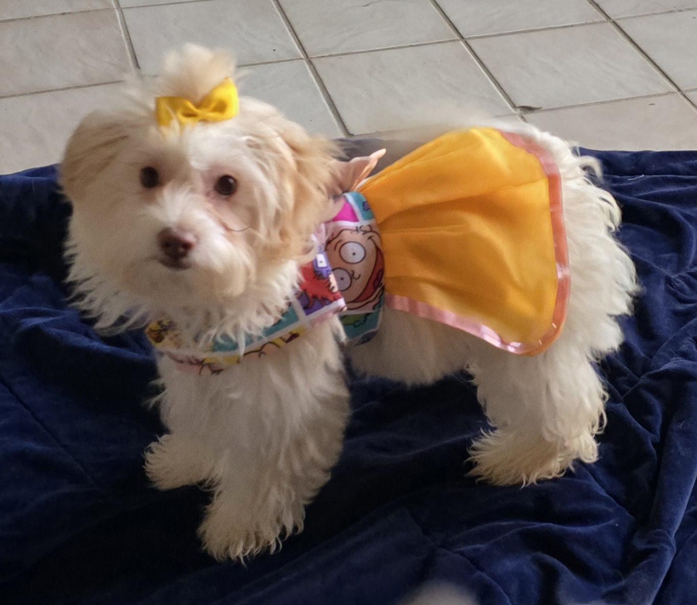 Enlarge Penelope , a ADOPTABLE Maltipoo in Fallbrook, CA image 4/6