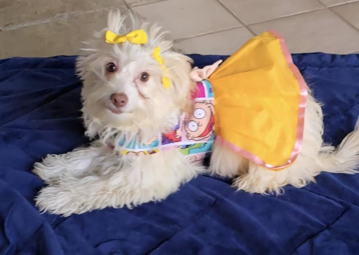Enlarge Penelope , a ADOPTABLE Maltipoo in Fallbrook, CA image 3/6