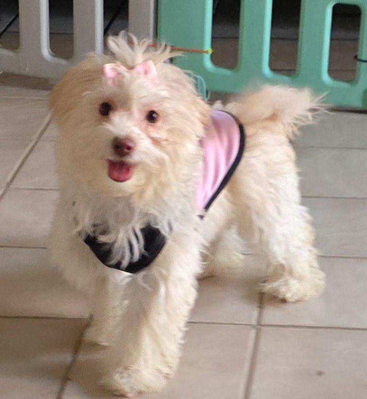 Enlarge Penelope , a ADOPTABLE Maltipoo in Fallbrook, CA image 2/6