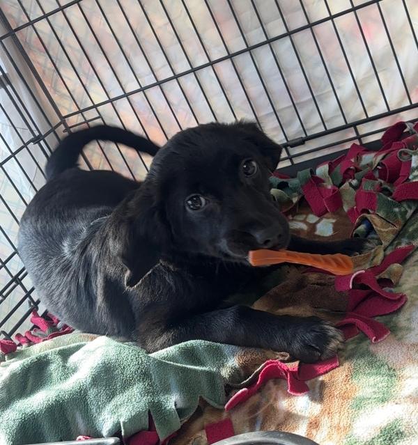 NOEL, Adoptable, Puppy Female Mixed Breed.