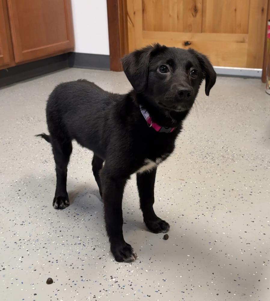 NOEL, a Adopted mixed breed in Rochester, IN image 2/2