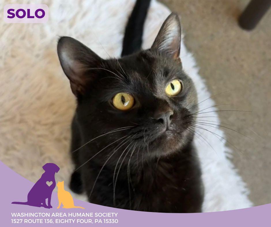 Solo, a Adoptable mixed breed in Eighty Four, PA image 2/2