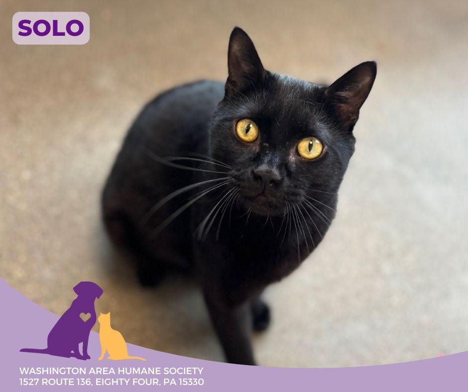 Solo, Adoptable, Adult Male Domestic Short Hair.