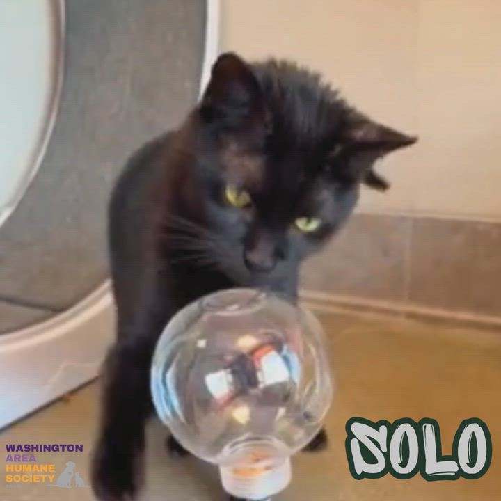 Enlarge Solo, a Adoptable mixed breed in Eighty Four, PA video 4/4