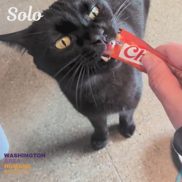 Enlarge Solo, a Adoptable mixed breed in Eighty Four, PA video 3/4
