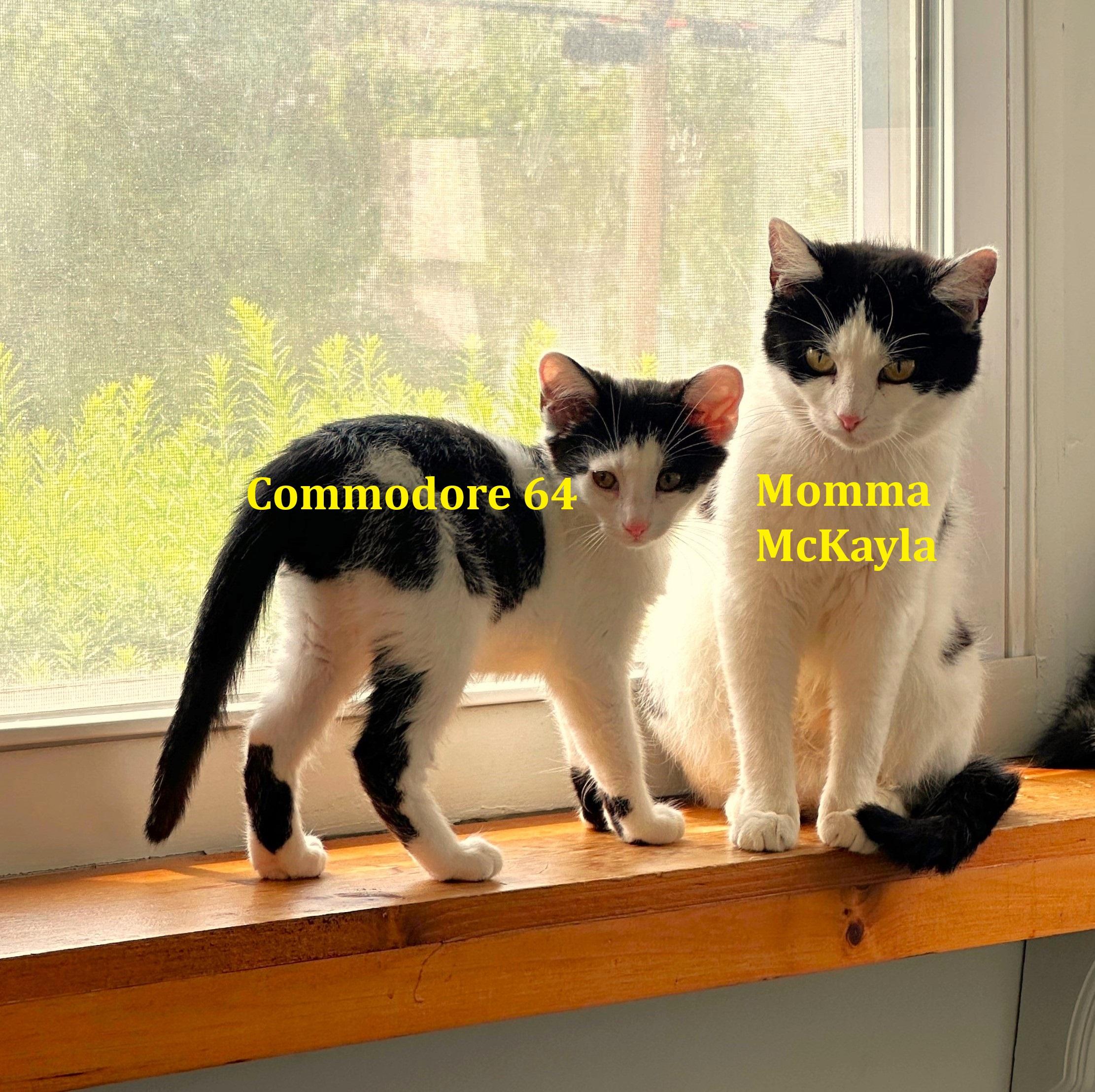 Commodore  (dorrie) thumbnail 4