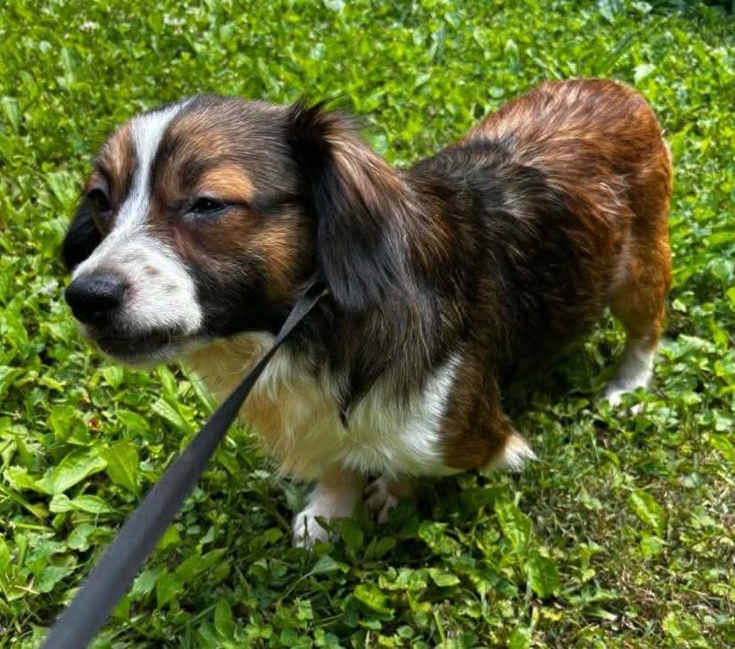 Teddy Bear, Adoptable, Adult Male Chihuahua.