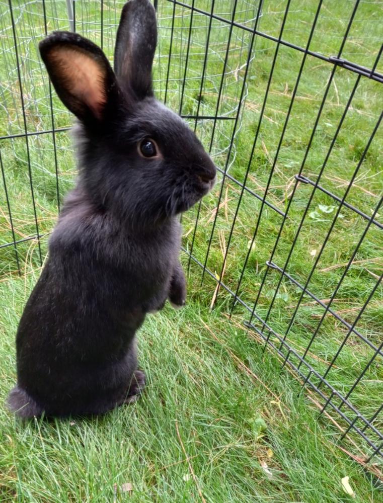 Griffon, Adoptable, Adult Male American.