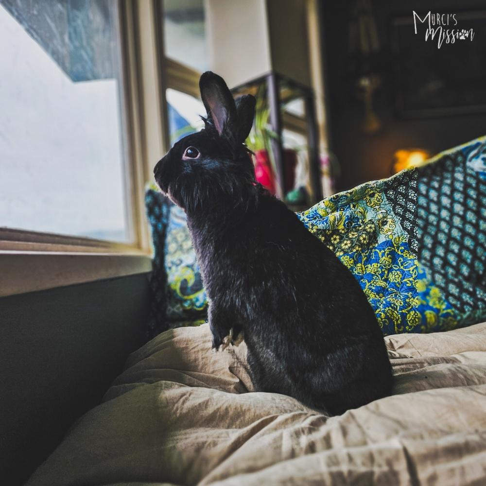 Griffon, Adoptable, Adult Male Lionhead & American.
