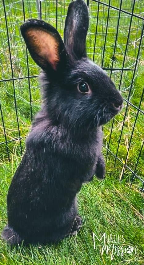 Enlarge Griffon, a Adoptable American in Spokane , WA image 2/2