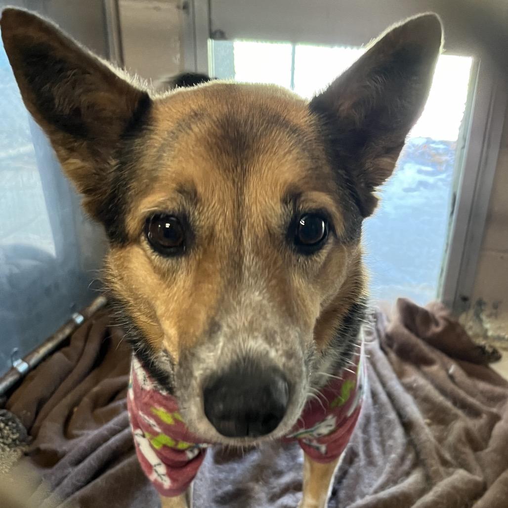 Enlarge Sandra, a Adoptable mixed breed in Saugerties, NY image 1/1