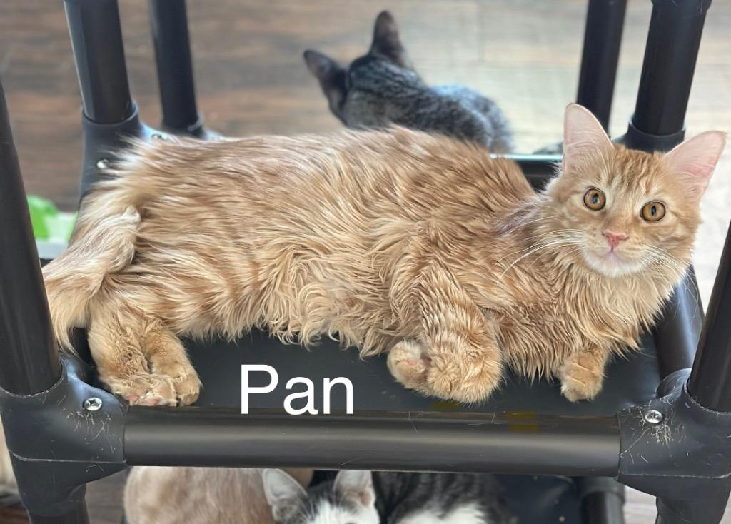Pan