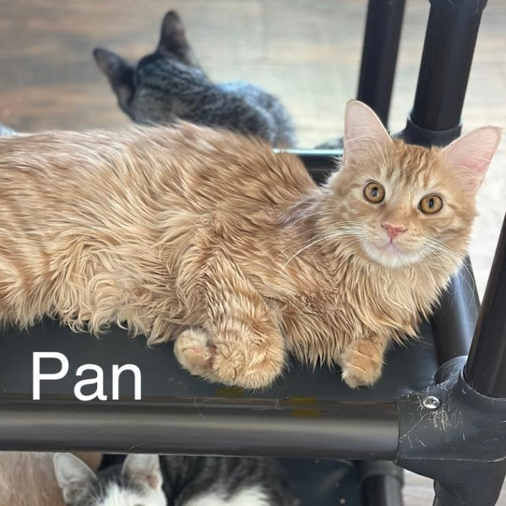 Pan