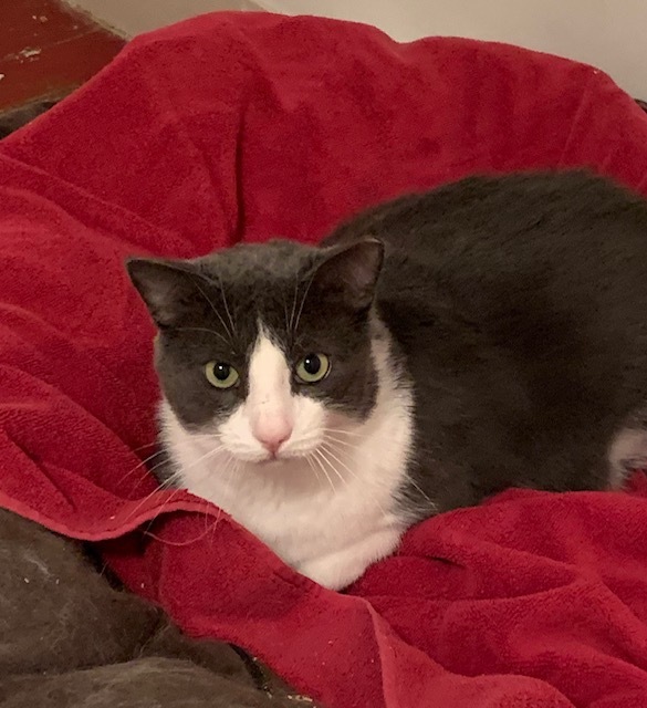 Enlarge Danny, a Adoptable Domestic Short Hair in Naugatuck, CT image 1/5