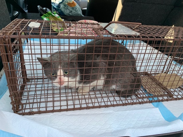 Enlarge Danny, a Adoptable Domestic Short Hair in Naugatuck, CT image 2/5