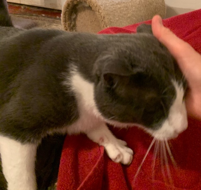 Enlarge Danny, a Adoptable Domestic Short Hair in Naugatuck, CT image 3/5