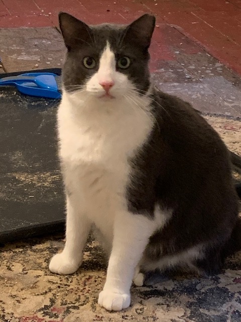 Enlarge Danny, a Adoptable Domestic Short Hair in Naugatuck, CT image 4/5