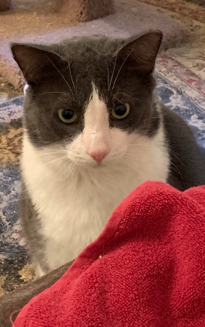 Enlarge Danny, a Adoptable Domestic Short Hair in Naugatuck, CT image 5/5