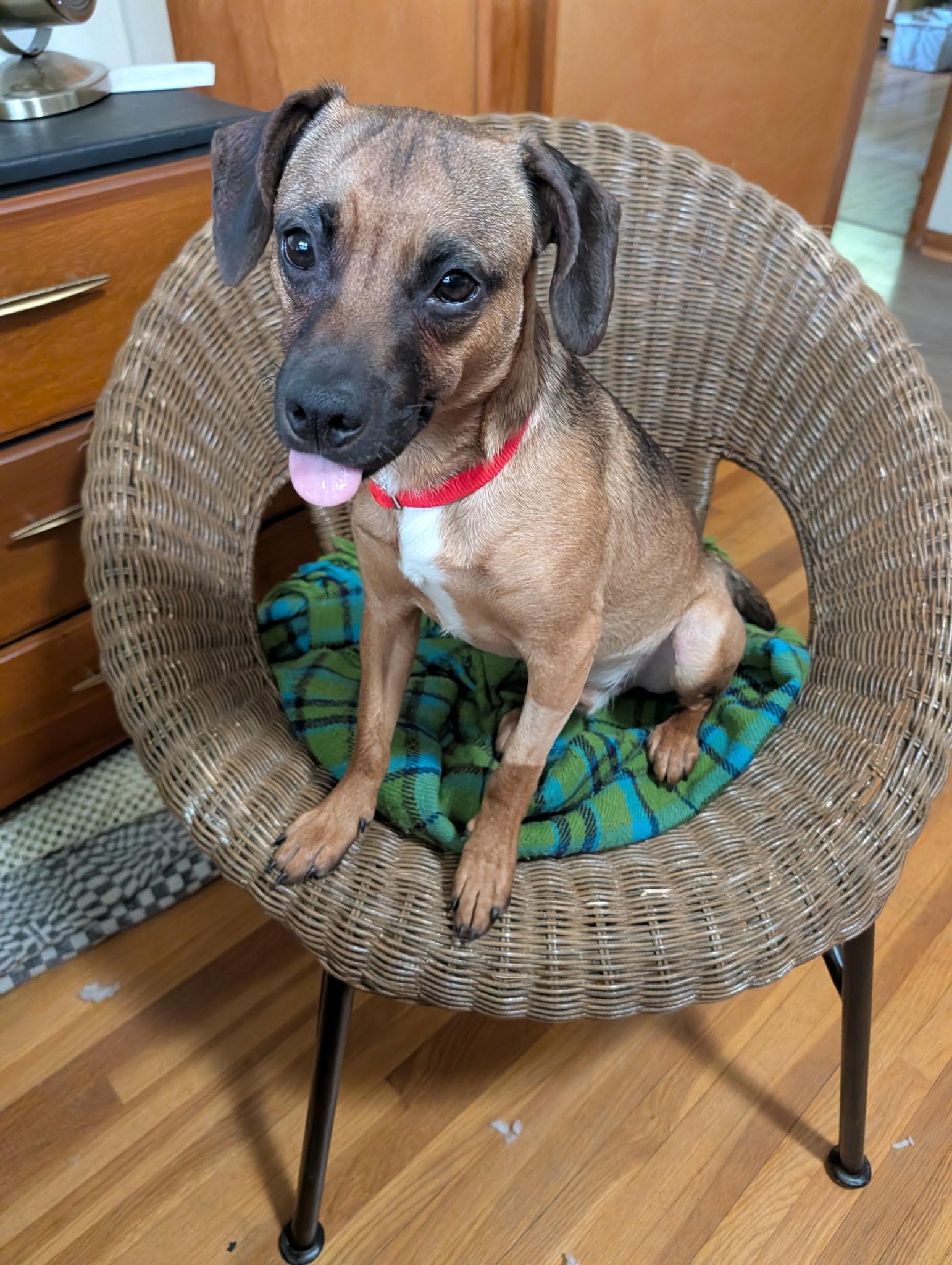 Hopper, ADOPTABLE, Young Male Terrier.