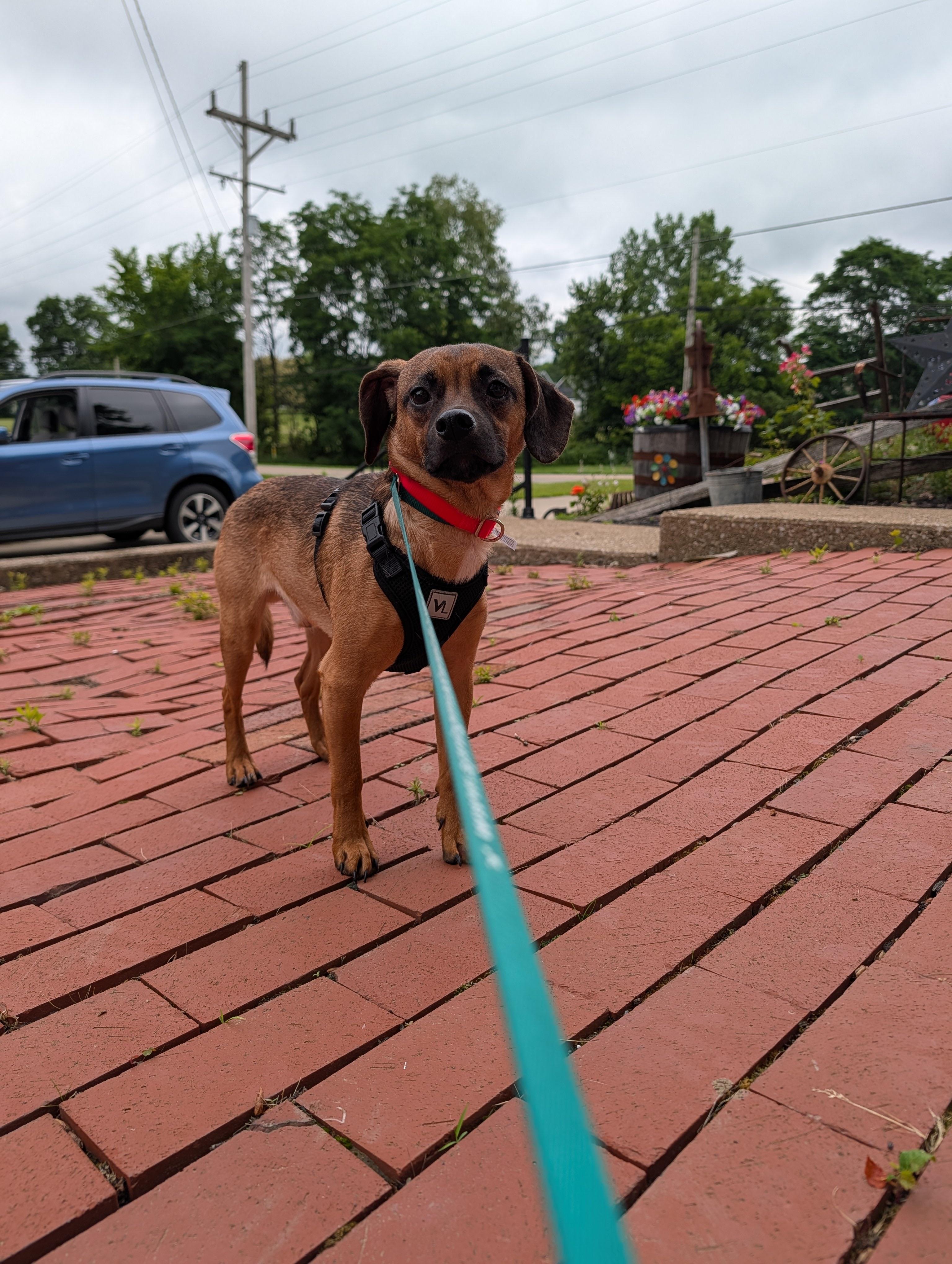 Enlarge Hopper, a ADOPTABLE mixed breed in Ashland, OH image 2/2
