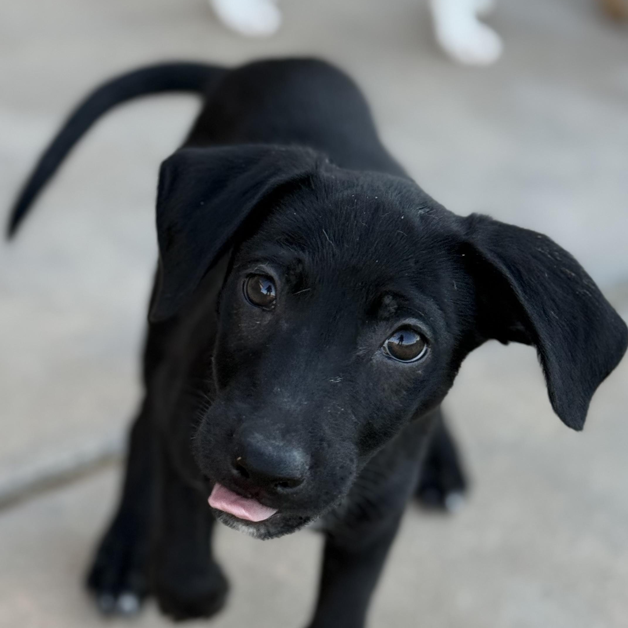 Enlarge Couscous (Carb Litter), a Adoptable mixed breed in San Diego, CA image 1/5
