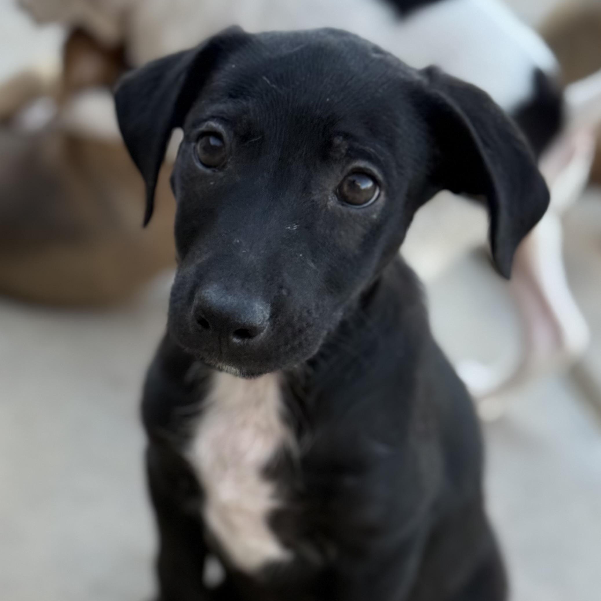 Enlarge Couscous (Carb Litter), a Adoptable mixed breed in San Diego, CA image 2/5
