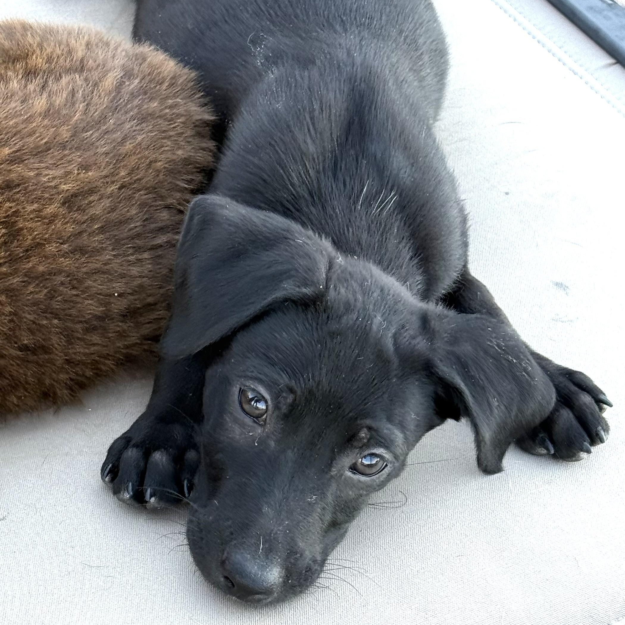 Enlarge Couscous (Carb Litter), a Adoptable mixed breed in San Diego, CA image 3/5
