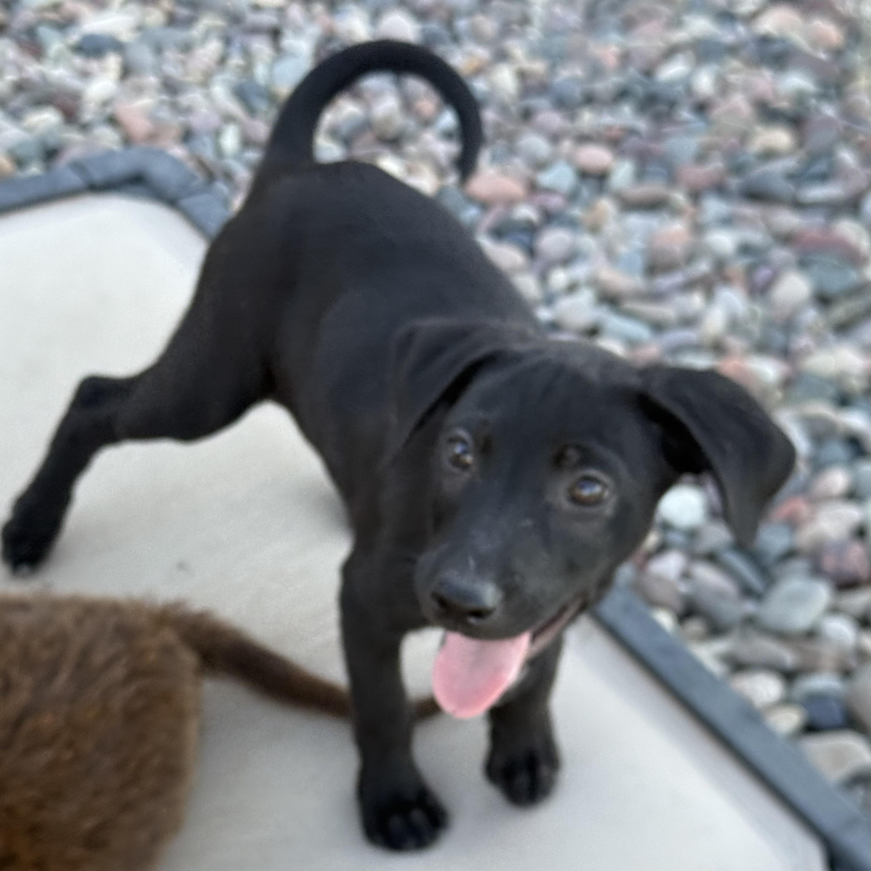 Enlarge Couscous (Carb Litter), a Adoptable mixed breed in San Diego, CA image 4/5